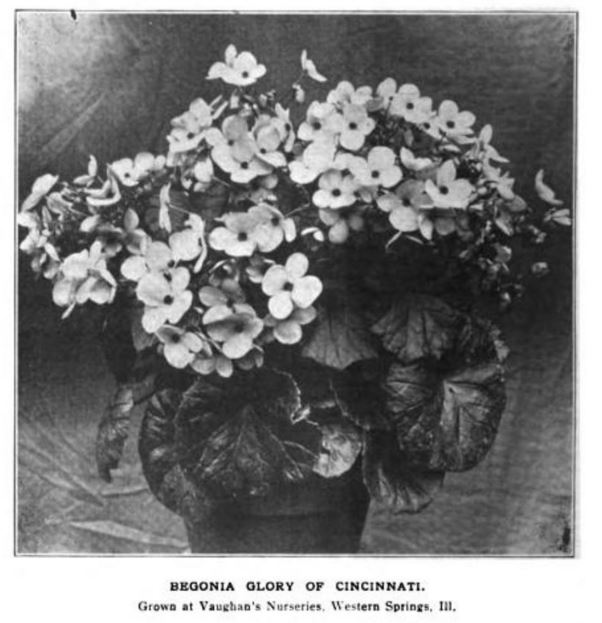 B. ‘Glory of Cincinnati’